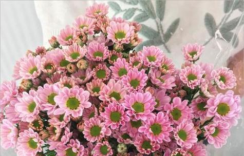 雏菊的花语象征与寓意是什么？它在花语中代表了什么？