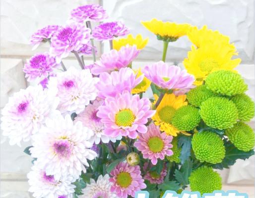 雏菊的花语象征与寓意是什么？它在花语中代表了什么？