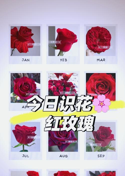 香槟红玫瑰花语代表了什么？