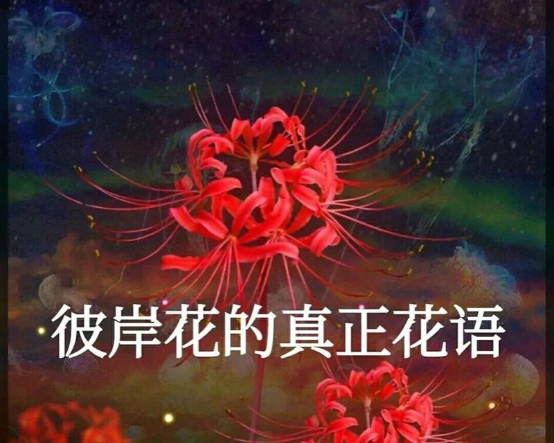 什么花的花语是胜利？它在庆祝成功时有何特别意义？