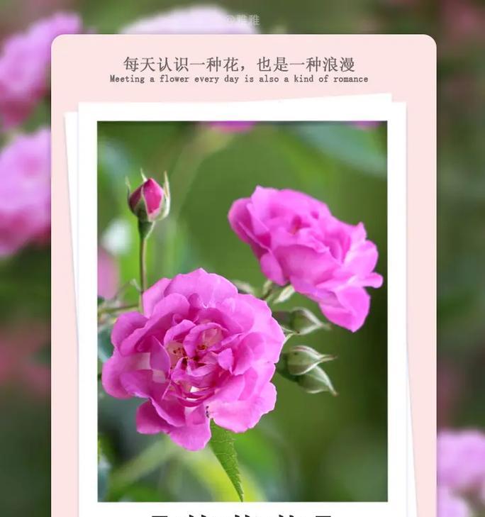 什么花的花语是胜利？它在庆祝成功时有何特别意义？