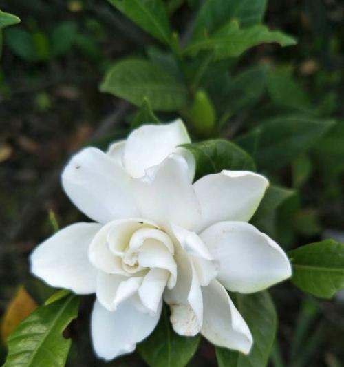 栀子花在网名中代表什么？它的花语有何寓意？