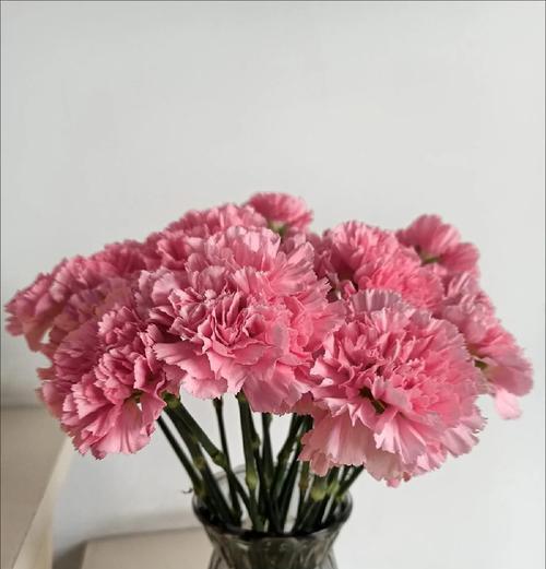 亲情给爸妈的花语代表什么含义？