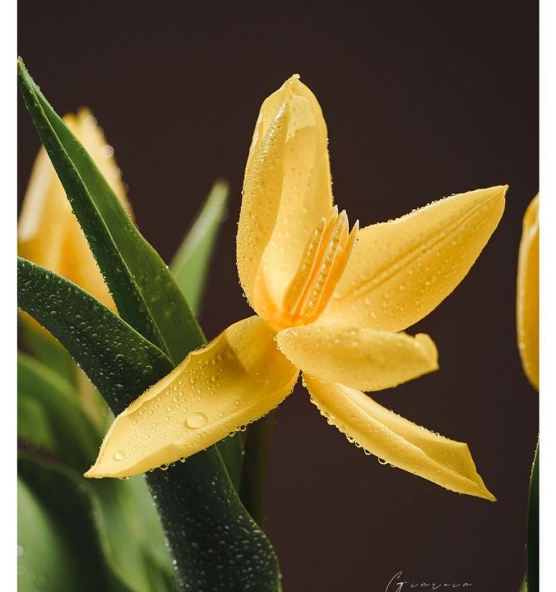 郁香花的象征意义是什么？