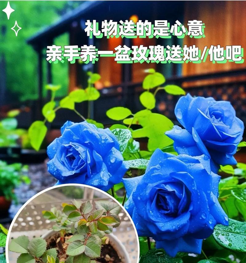 男生亲手养的玫瑰花有什么特别含义吗？