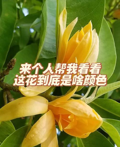 黄玉兰花语分别是什么？黄玉兰在不同文化中代表什么？