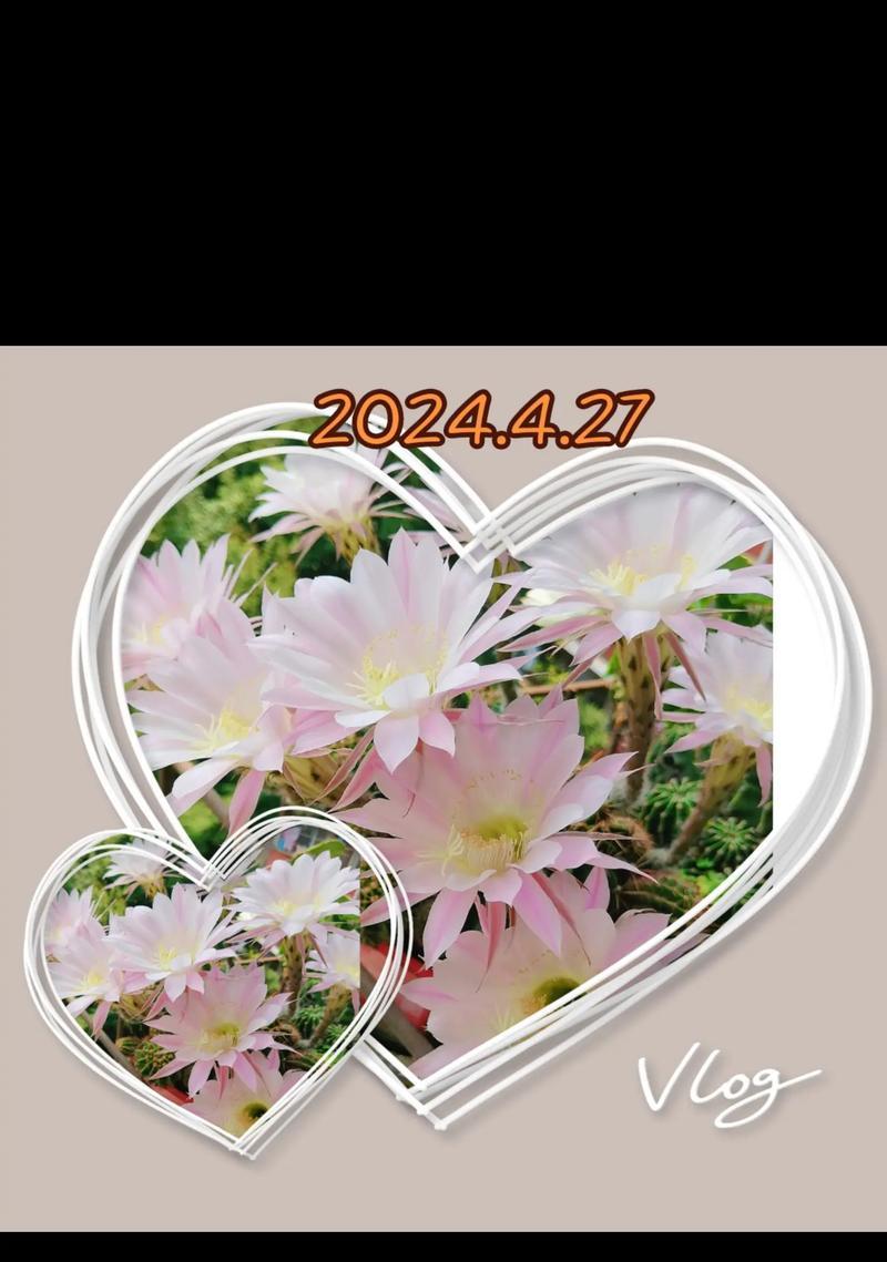 哪种花的花语是代表好运的？