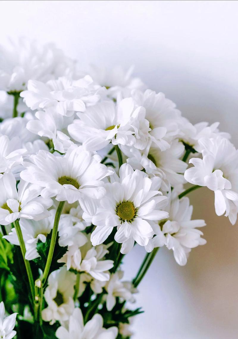 哪种花的花语是代表好运的？