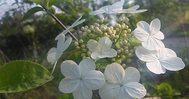 酱辣子的花语有何含义？酱辣子代表的花语是什么？