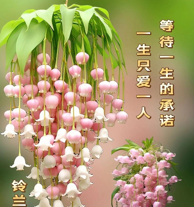 铃兰花语有何特别之处？
