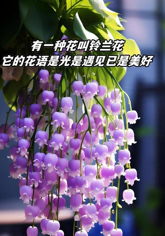 铃兰花语有何特别之处？