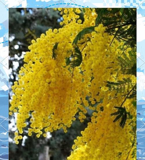 友谊的花语属于哪种花？