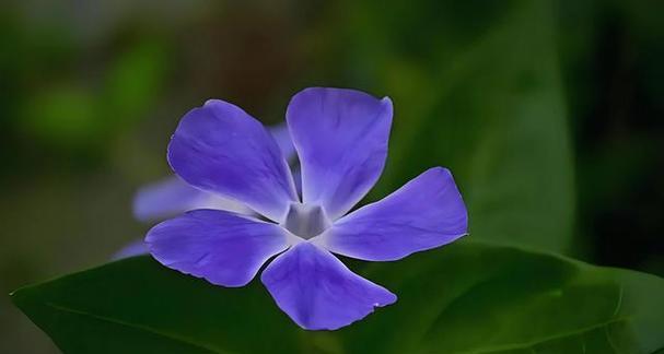 友谊的花语属于哪种花？
