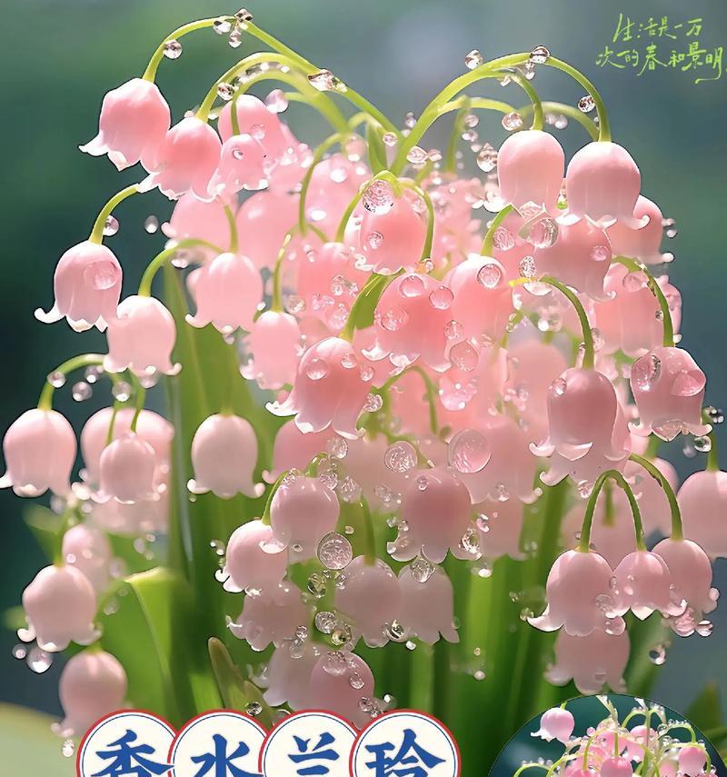 月季花的花名和花语有何含义？它在文化中象征了什么？