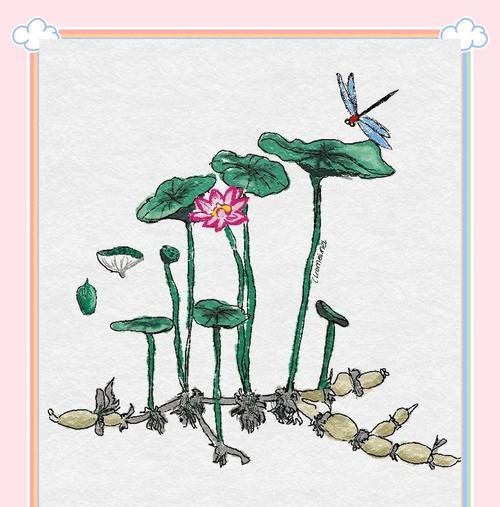 白莲与红莲的花语有何不同？莲花的象征意义是什么？