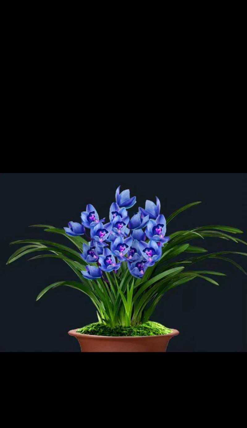 风兰花在秋天的花语是什么？风兰花的含义有哪些？