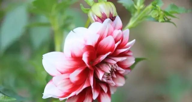 哪种花的花语象征兰因絮果？代表此含义的花有哪些？