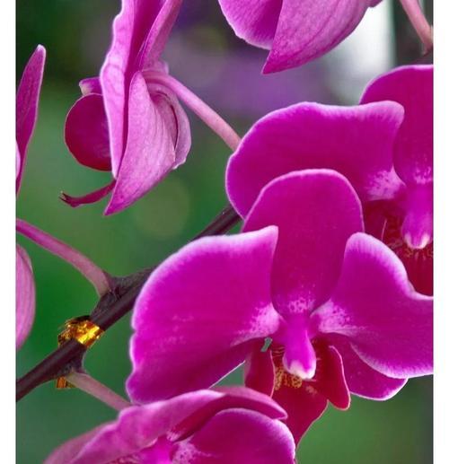 表达“非常喜欢你”的花语是什么？有哪些花可以传达这种情感？