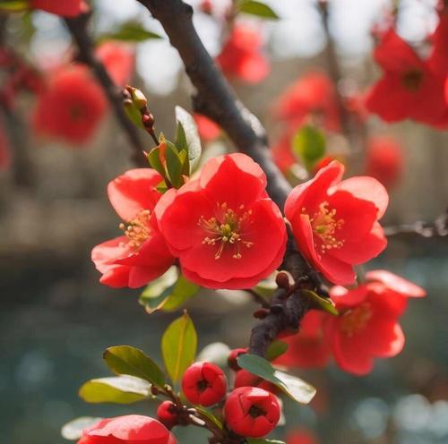 表达“非常喜欢你”的花语是什么？有哪些花可以传达这种情感？