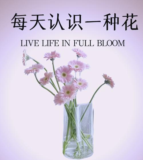 天天开心的花语是什么？鲜花如何表达这种情感？