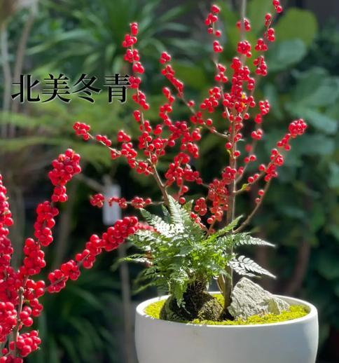 冬青是什么花语？冬青在花语中代表什么？