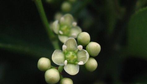 冬青是什么花语？冬青在花语中代表什么？