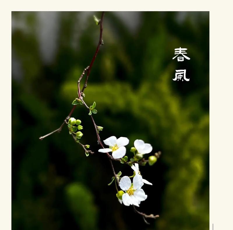 惊蛰节气的花语有何特别之处？
