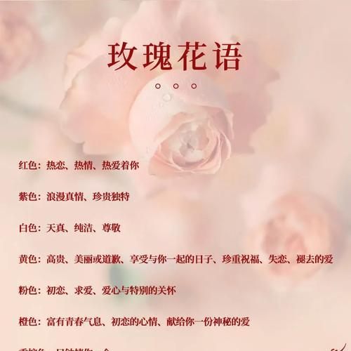 哪种花的花语代表认真？