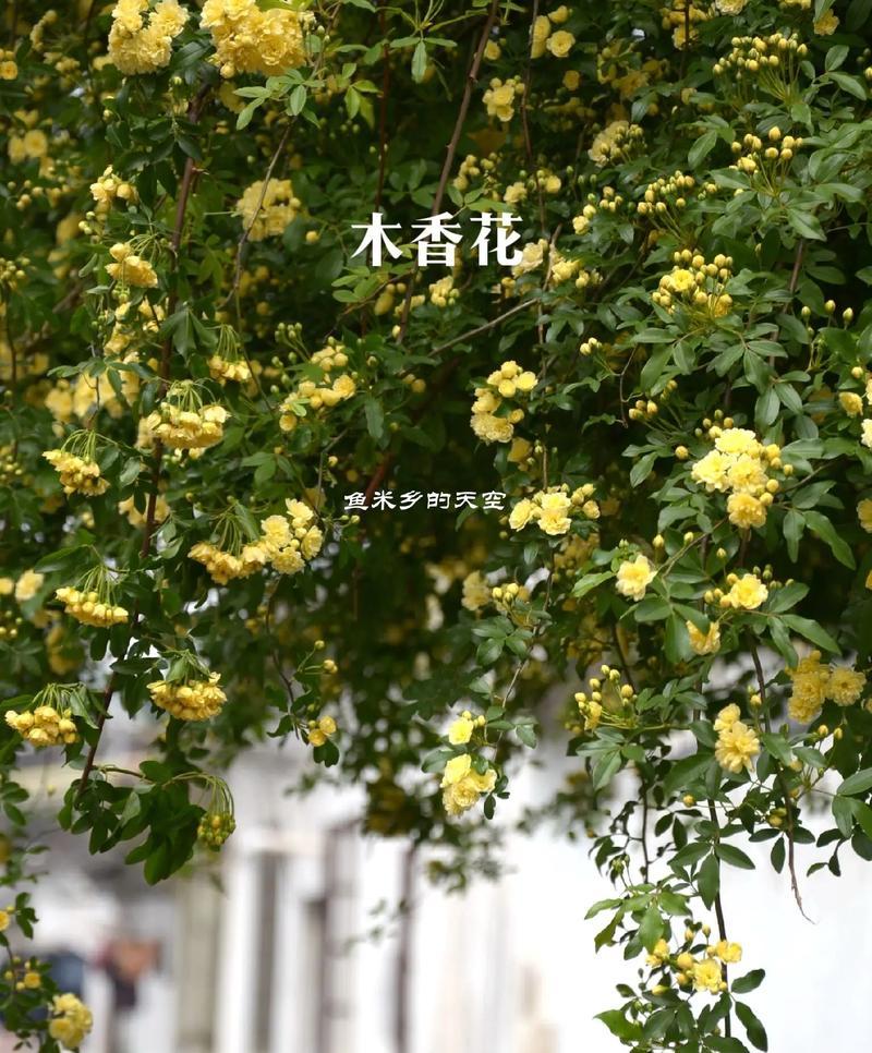 哪种花的花语代表认真？