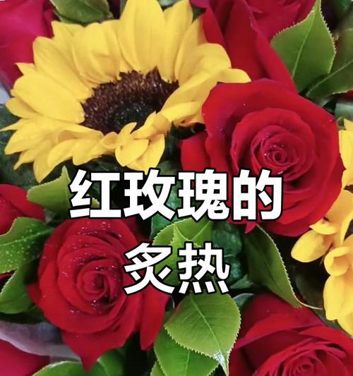 红玫瑰传递了怎样的情感？