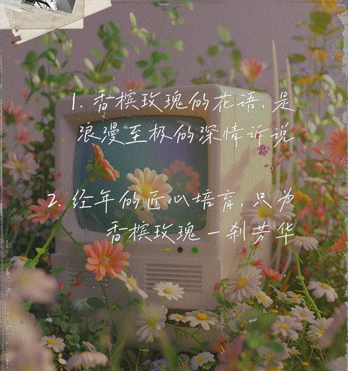 香槟玫瑰的花语是什么？它传递了哪些情感？