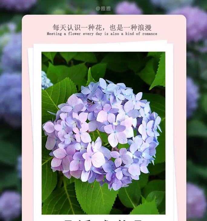 粉绣球花代表什么情感？粉绣球花的花语有哪些？