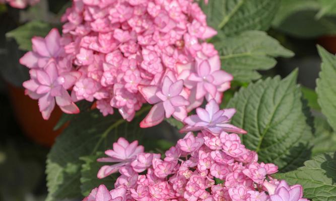 粉绣球花代表什么情感？粉绣球花的花语有哪些？