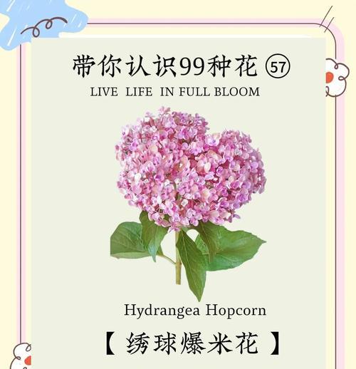 粉绣球花代表什么情感？粉绣球花的花语有哪些？