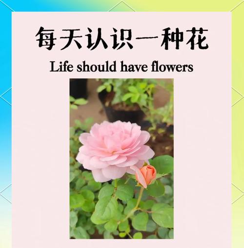 月季花语寓意着什么？
