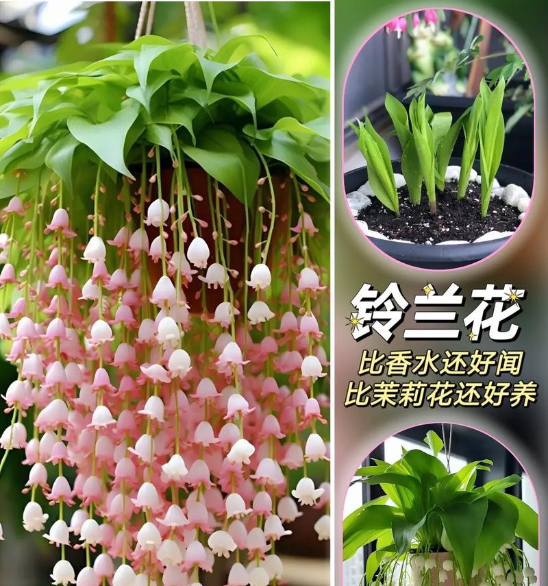 花套中包含哪些花及其花语？