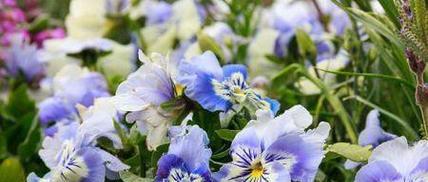 花套中包含哪些花及其花语？