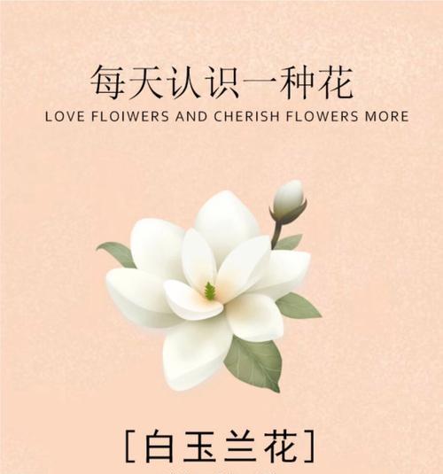 碧玉兰的花语有何深意？