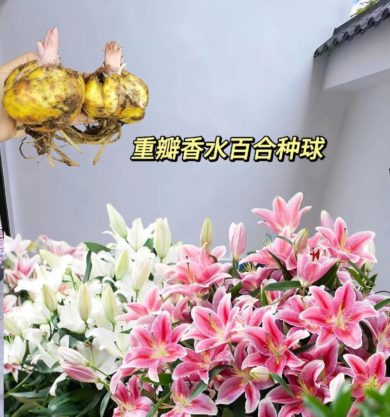 靓香水百合的花语通常是什么？