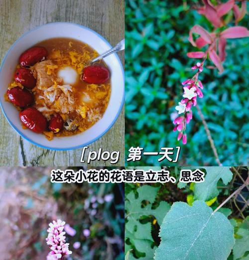 十六日这一天的花语有何深意？