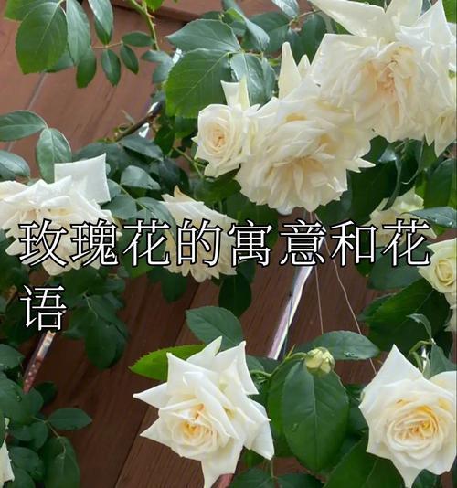 玫瑰花语有哪些不同的解释？