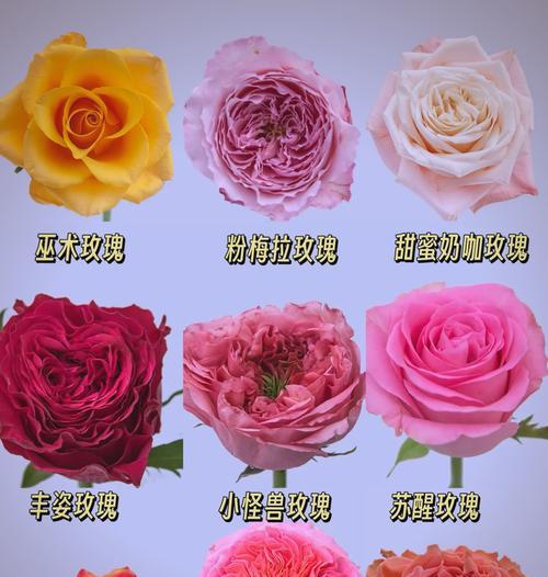 玫瑰花语有哪些不同的解释？