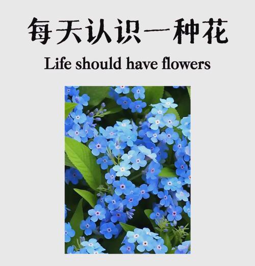永远记得我的花语是什么？这种花语如何表达永恒的爱？