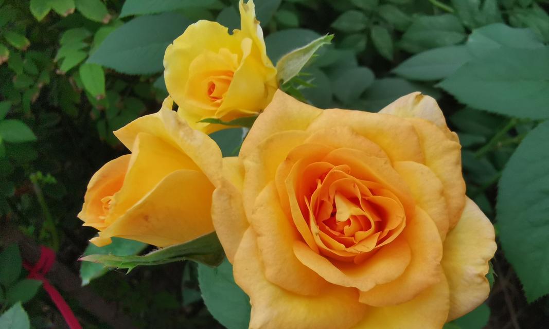 月季花语代表了什么？