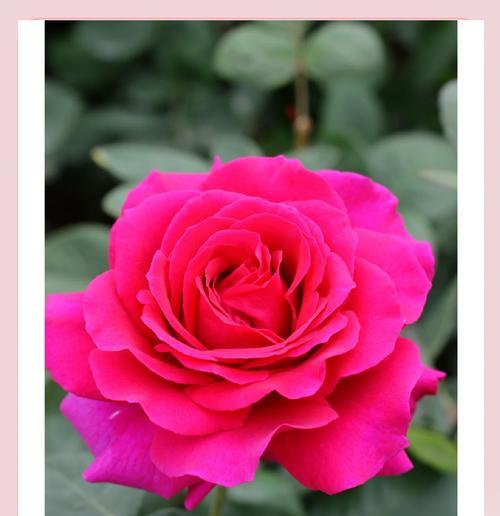 月季花语代表了什么？