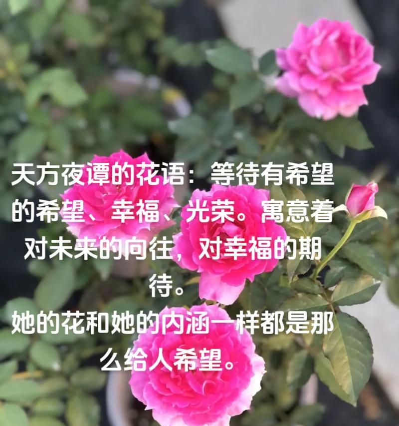 月季花语代表了什么？