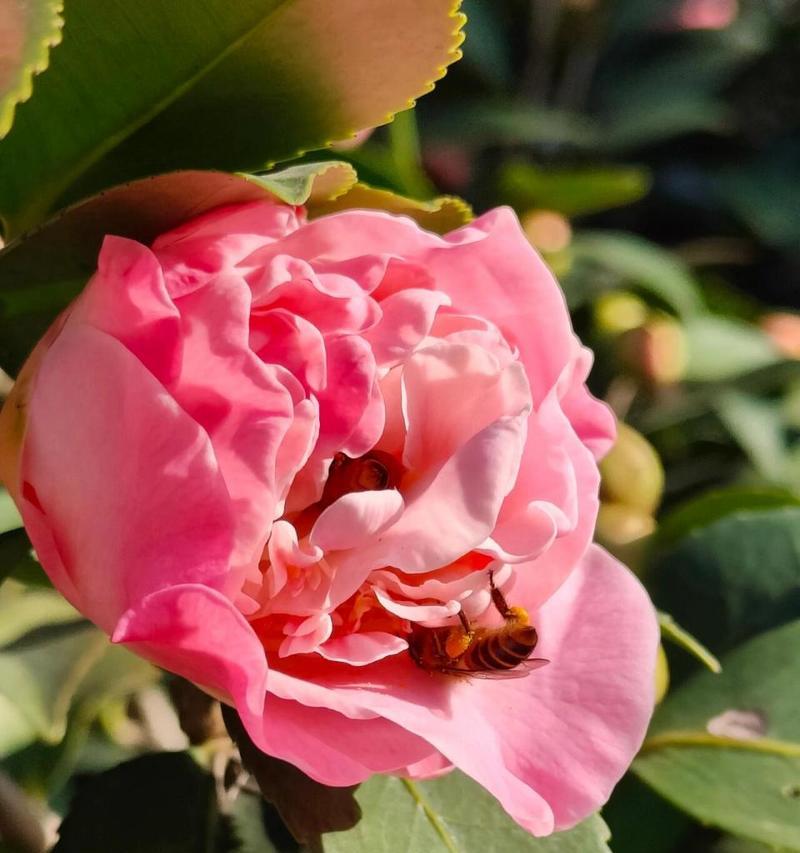 青花的花名是什么？它的花语和寓意是什么？