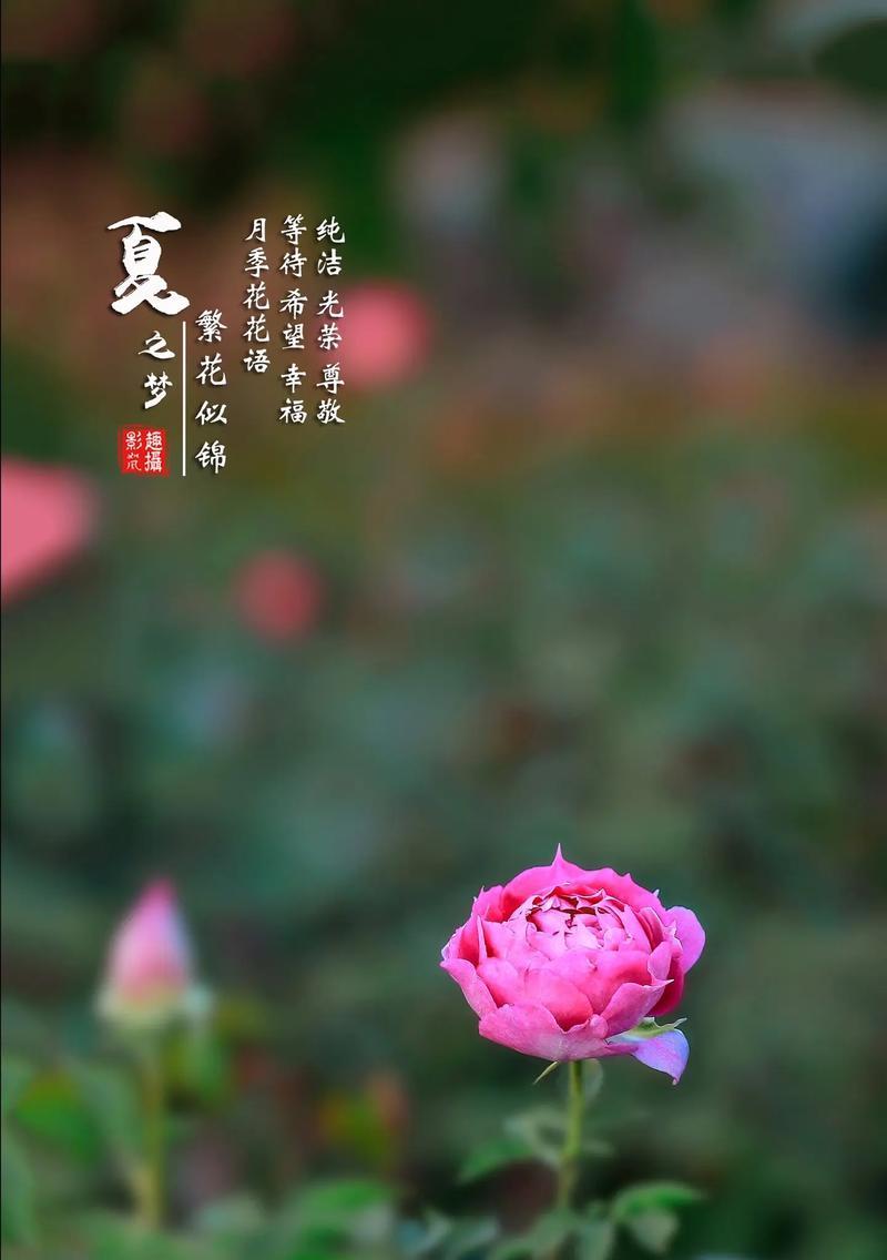 月季花的花语有何历史？由来是什么？