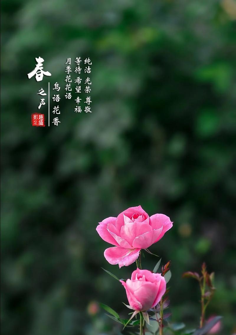 月季花的花语有何历史？由来是什么？