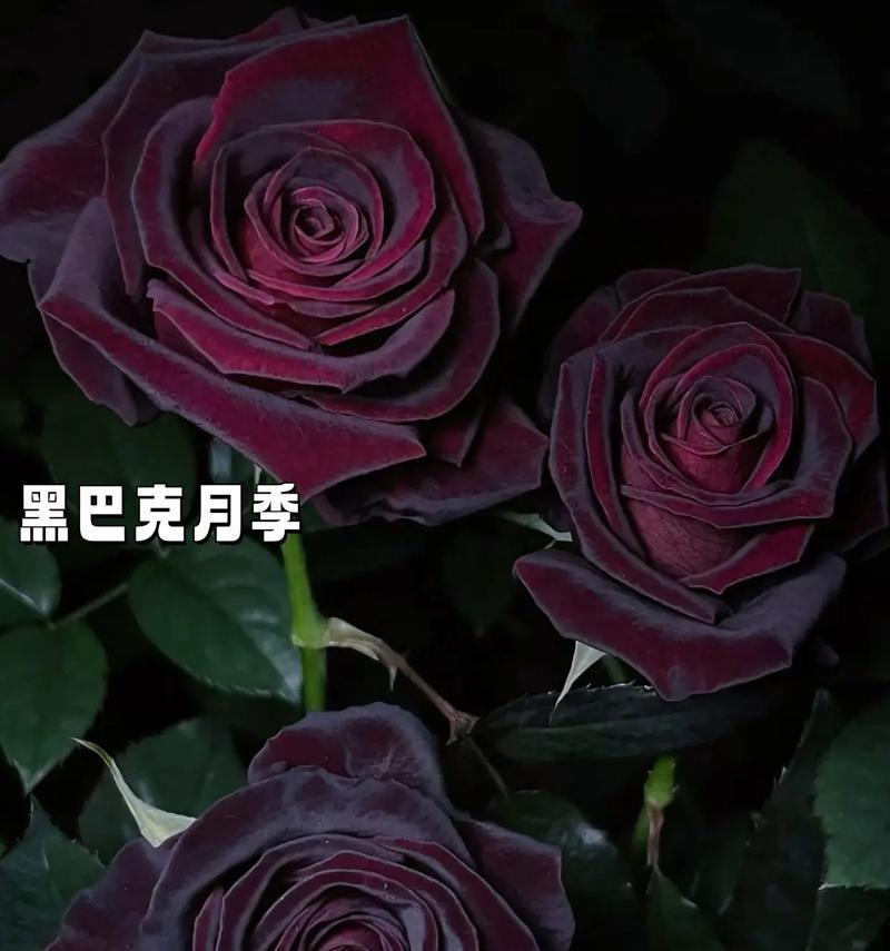 月季花的花语有何历史？由来是什么？